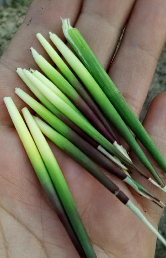 到了该吃谷荻的时候了, 小时候的美食, 你还记得吗?