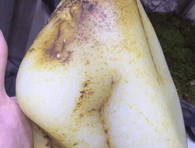 50万从新疆玉器市场买来籽料原石, 被老婆骂乱花钱, 切开后!