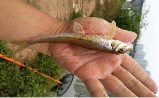 居住深山的钓友不了解行情, 几十一斤的鱼晒干后喂猫