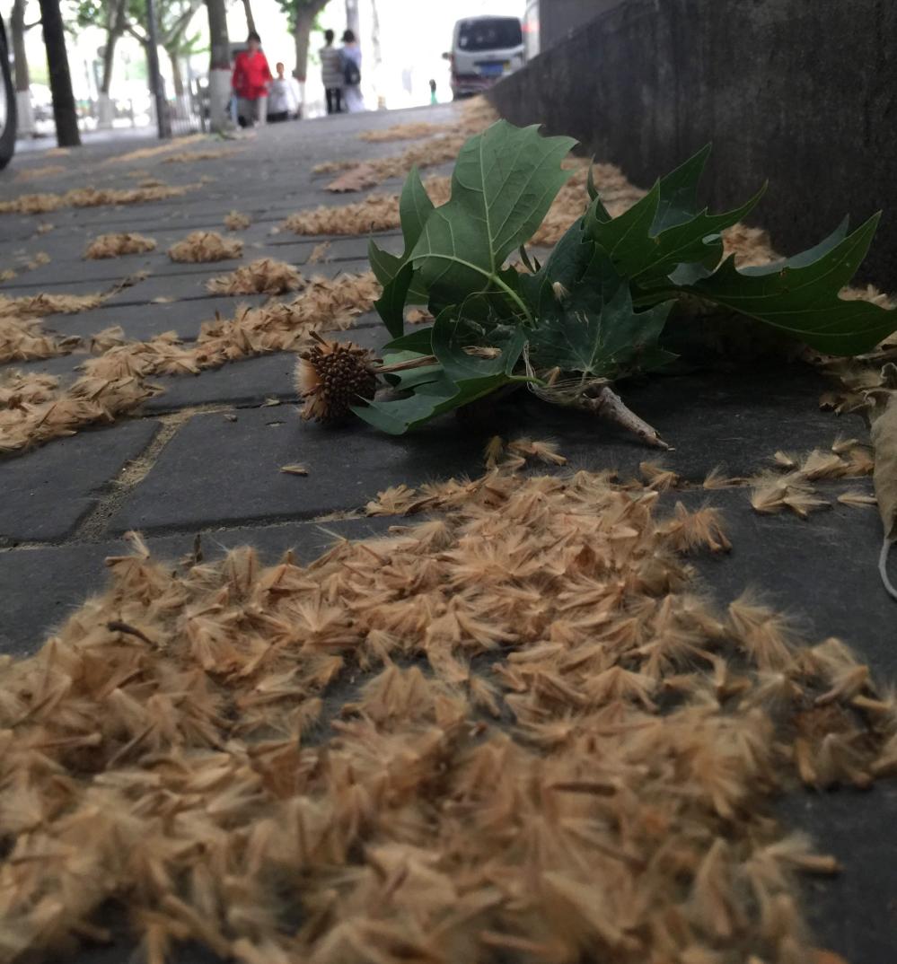 除了引发过敏哮喘,飞入眼睛的毛絮造成不适,还会给行人带来交通安全