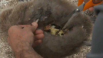 海龟@人类到底有多作孽? 一组图看清人类多么残忍