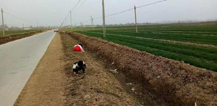 到了该吃谷荻的时候了, 小时候的美食, 你还记得吗?