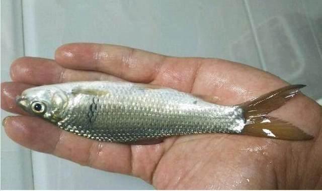 居住深山的钓友不了解行情, 几十一斤的鱼晒干后喂猫