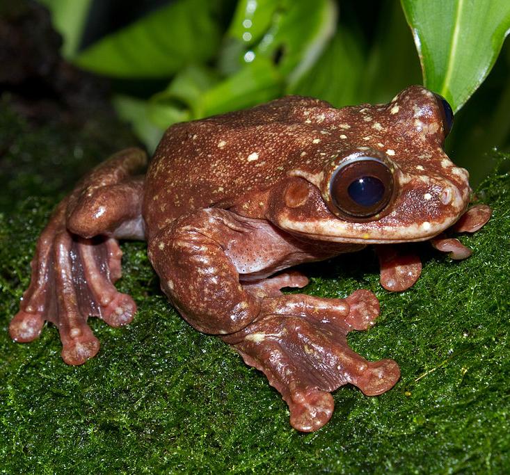 呆萌可爱的彩蛙怎么就成了传播不治之症的一环