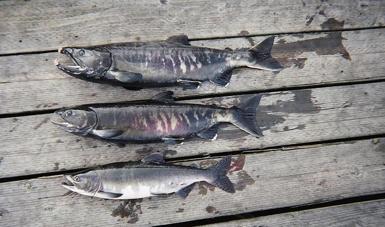 世界上最好吃的鱼系列, 你吃过几种?