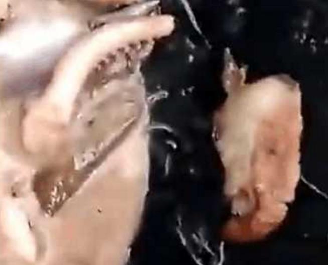 小伙喜欢吃鱿鱼, 在超市买了鲜鱿鱼回来自己做, 却发现鱿鱼有白斑