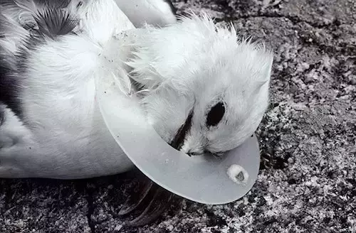 海龟@人类到底有多作孽? 一组图看清人类多么残忍