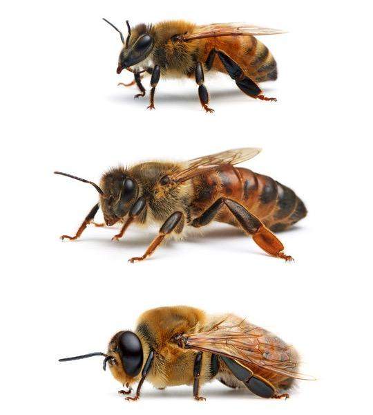 蜜蜂消失后，人类只能活四年。”