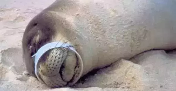 海龟@人类到底有多作孽? 一组图看清人类多么残忍