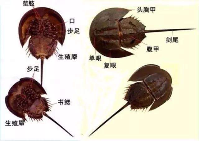 鲎的构造图片:陈章波提供