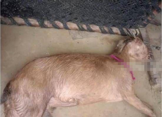 8名男子轮奸怀孕山羊致其死亡, 并嚣张挑衅主人: 下次还来