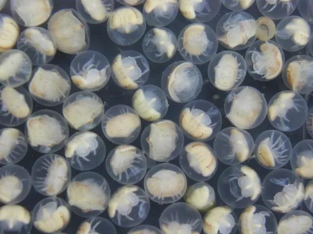 鲎的胚胎.图片:陈章波提供