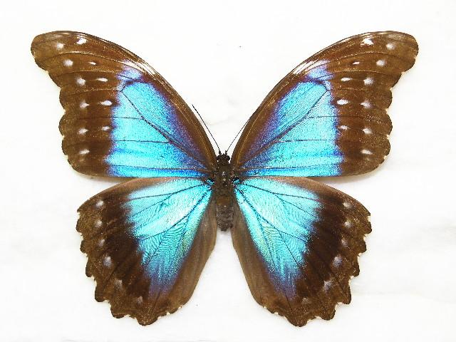 你看到的闪蝶标本可能都是做过切腹手术的