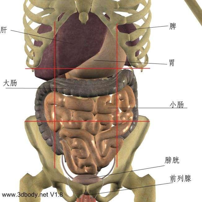 腹部疼痛可能的原因分析