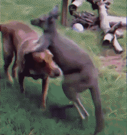 搞笑Gif: 大爷卖肉是认真的! 哈哈不知道是哪里的? 这么有福气能吃上这种肉!
