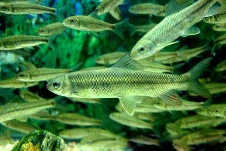 中国四大名鱼, 在古代可是皇帝的贡品, 看看你吃过吗?