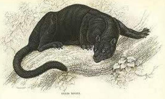 盘点5种诡秘的未知生物, 第3种已证实一定存在