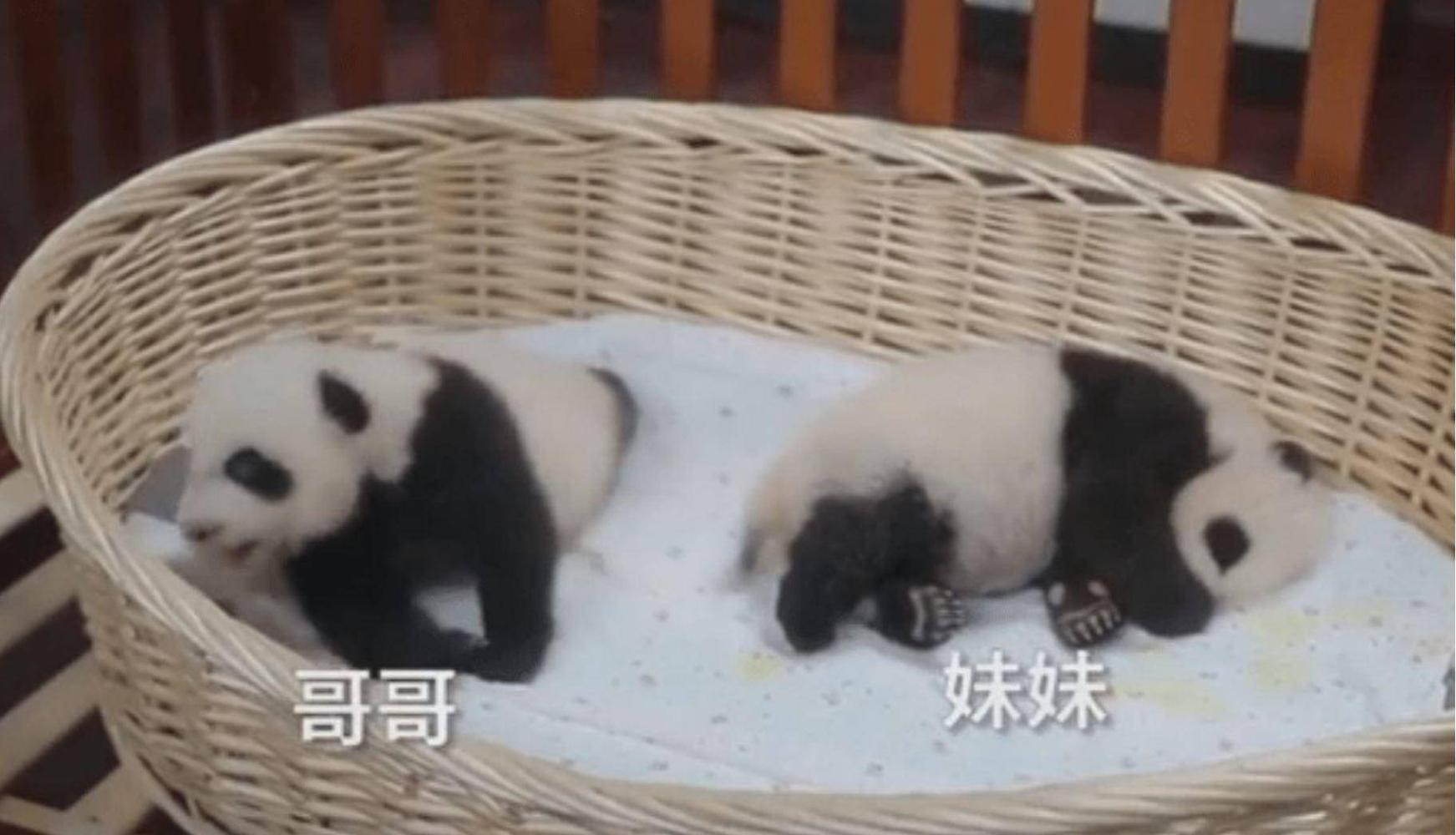 全国那么多地方都有大熊猫，为什么四川是熊猫故乡？