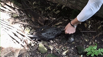 海龟@人类到底有多作孽? 一组图看清人类多么残忍