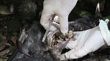 海龟@人类到底有多作孽? 一组图看清人类多么残忍