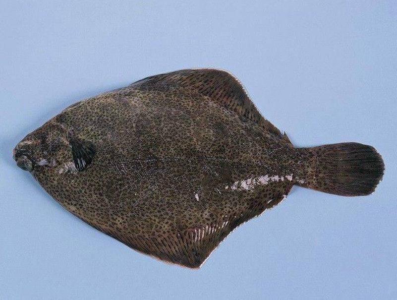 世界上最好吃的鱼系列, 你吃过几种?