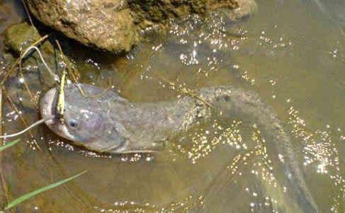 小孩吃鱼会变聪明? 医生建议: 这3种鱼别给孩子吃, 没营养还有毒!