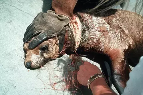 海龟@人类到底有多作孽? 一组图看清人类多么残忍