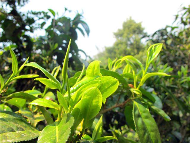 2018古树茶,2018古树茶价格,2018普洱古树茶春茶,2018景迈古树茶价格, 2018普洱茶,2018普洱茶价格,普洱茶的功效与作用,