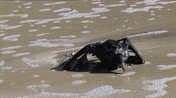 海龟@人类到底有多作孽? 一组图看清人类多么残忍