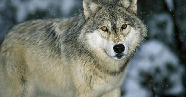 人们常说狼狈为奸, 狼大家都知道, 请问狈是一种什么动物?