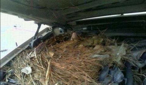 有东西竟然在这里生孩子, 声音太奇怪了