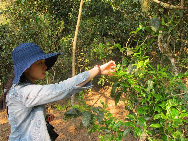 2018古树茶,2018古树茶价格,2018普洱古树茶春茶,2018景迈古树茶价格, 2018普洱茶,2018普洱茶价格,普洱茶的功效与作用,