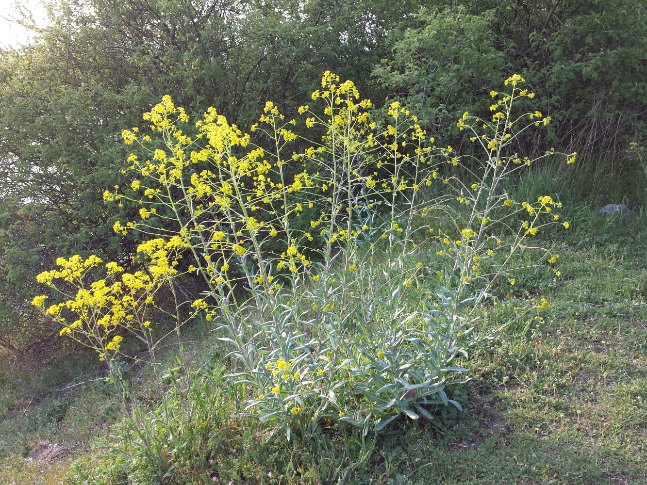 欧洲菘蓝的植株.图片:stefan lefnaer / wiki commons