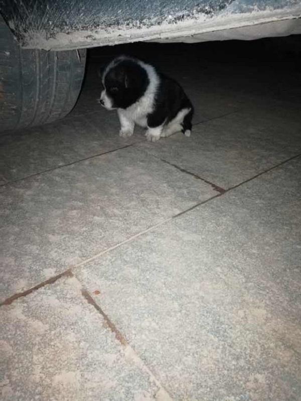 捡到满月的狗崽 带回家被老人嫌弃