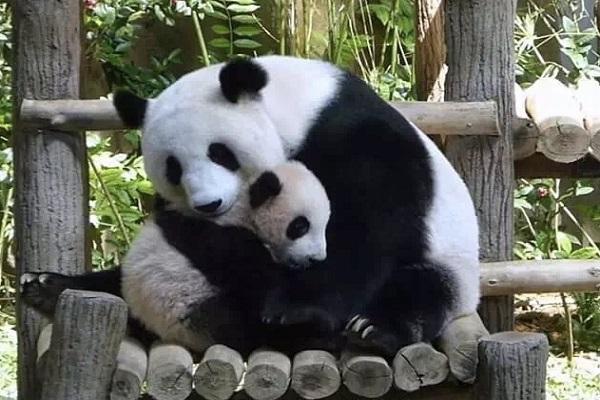 历史上第一只被“退货”的大熊猫，外国人含泪送回，国内笑出眼泪