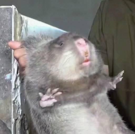 历史上第一只被“退货”的大熊猫，外国人含泪送回，国内笑出眼泪