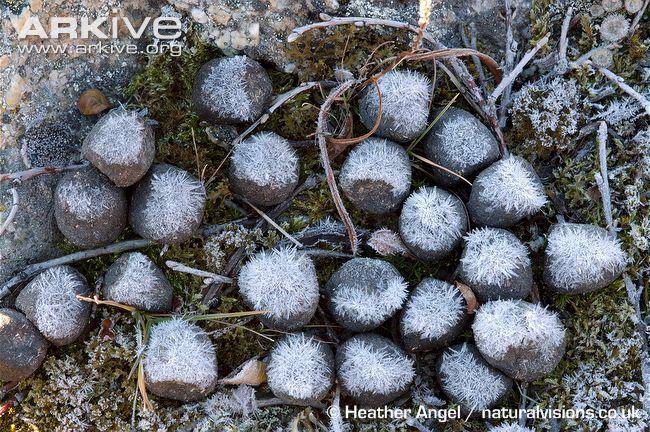 野外发现的麝牛粪便,其表面结了一层霜.
