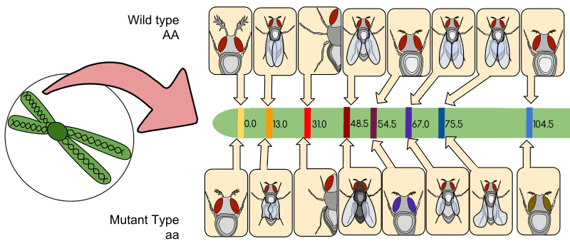 果蝇不会知道自己还能培育多少位诺奖得主