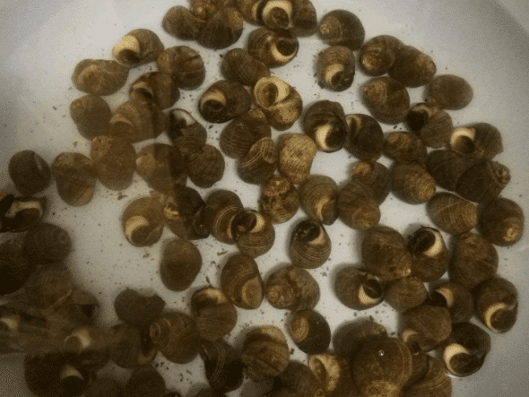 越脏越肥越好吃, 城里人有钱买不到