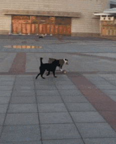 搞笑Gif: 大爷卖肉是认真的! 哈哈不知道是哪里的? 这么有福气能吃上这种肉!