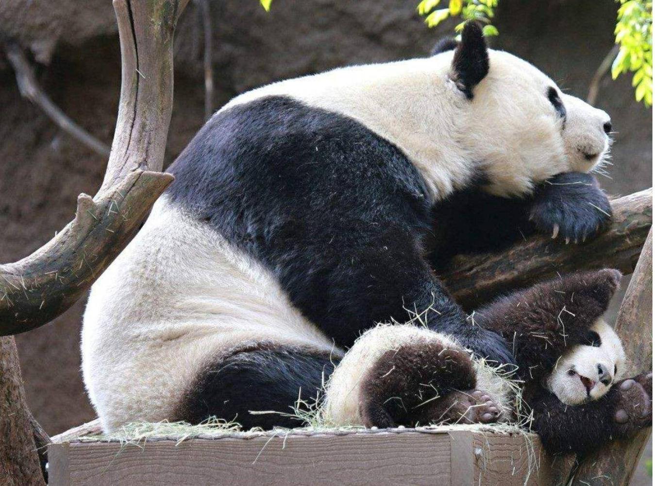全国那么多地方都有大熊猫，为什么四川是熊猫故乡？