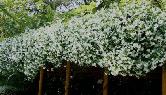 我国比黄金还贵的花树, 一年花开270天, 比桂花香10倍, 栽土即活