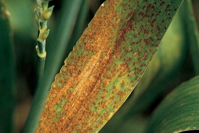 深受"锈病"之害的小麦叶片.图片:cropscience.bayer.us