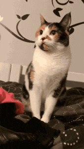 搞笑Gif: 大爷卖肉是认真的! 哈哈不知道是哪里的? 这么有福气能吃上这种肉!