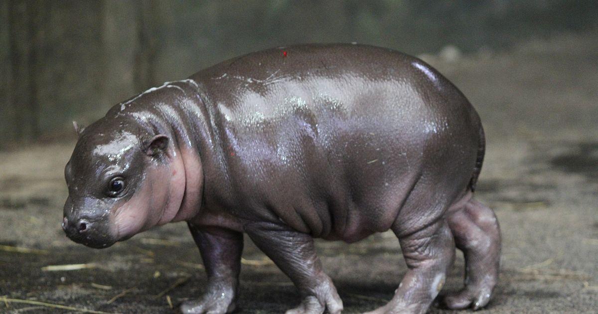 倭河马,是一种依然活在我们身边的小可爱.图片:worldatlas.com