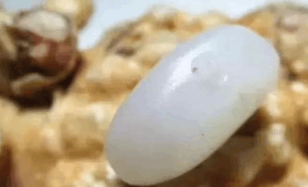 白白花了10万入手二级白和田玉, 真的值得吗?