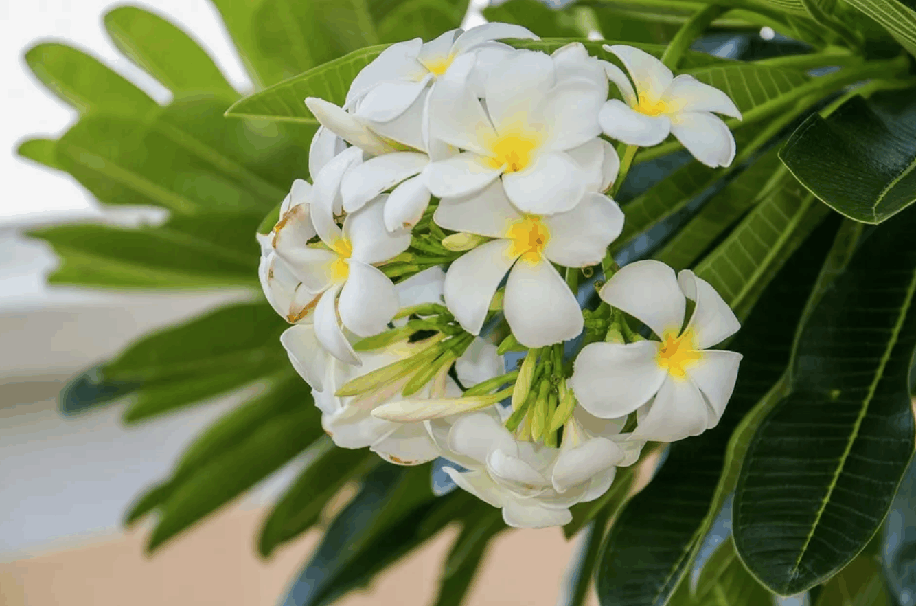 看起来"超美味"的鸡蛋花,能吃吗?