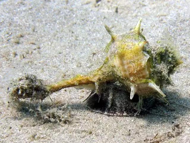 在希腊海域泥沙质海底爬行的染料骨螺.图片:sealifebase.org