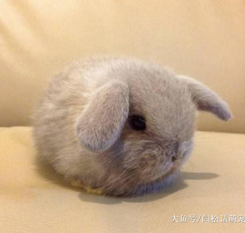 这里有很多爱干净的“兔八哥”，你值得拥有