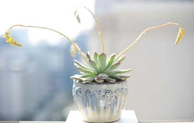 空气净化器除甲醛，是商家的“噱头”吗？内行人酒后吐真言